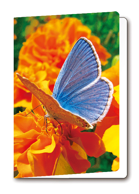 3D-Card Butterfly