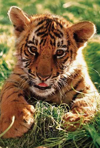 3D-Card Tiger Cub