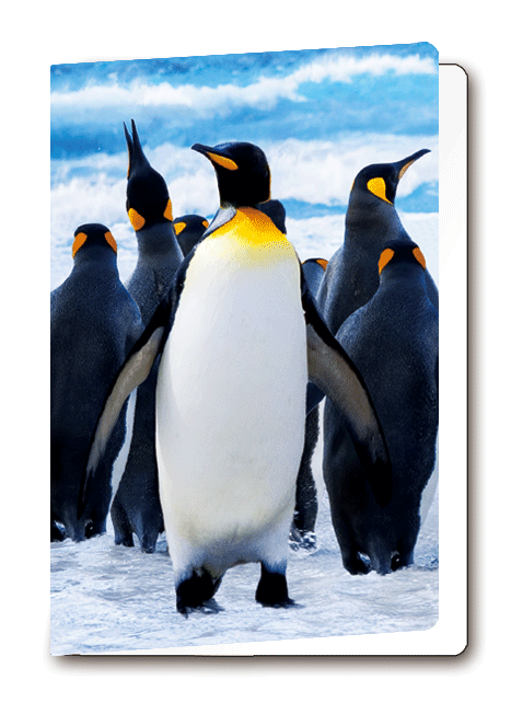 3D-Card Penguin