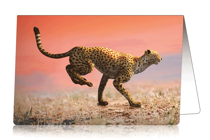 3D-Card Cheetah