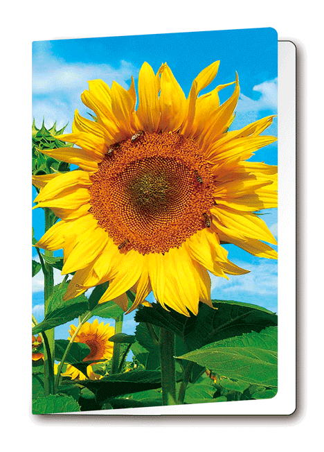 3D-Card Sunflower