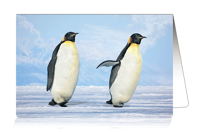 3D Card Penguins