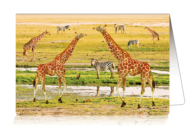 3D Card Giraffes