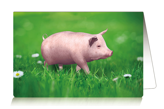 3D Card Pig