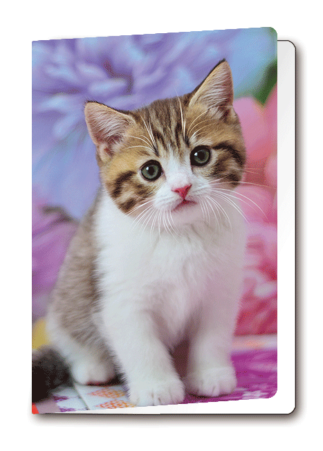 3D Card Kitten