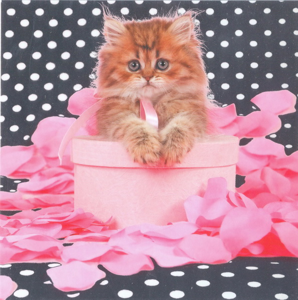 TMS Cat in a pink box