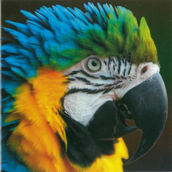 TMS Parrot