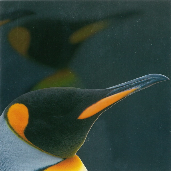 TMS Emperor Penguin