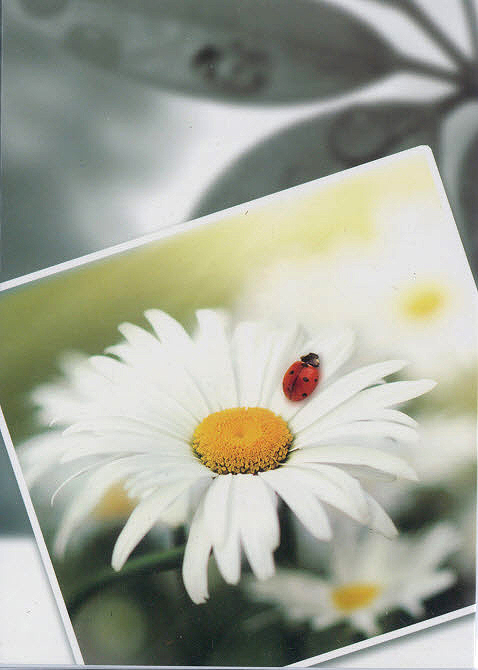 S-Card Flower with ladybug