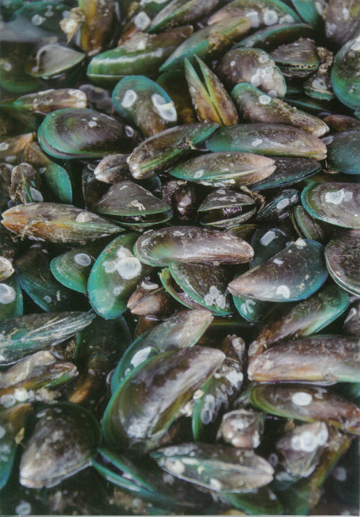 K-Card Mussels
