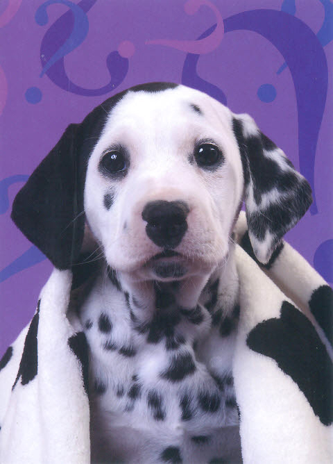 S-Card Dog - A dalmatian