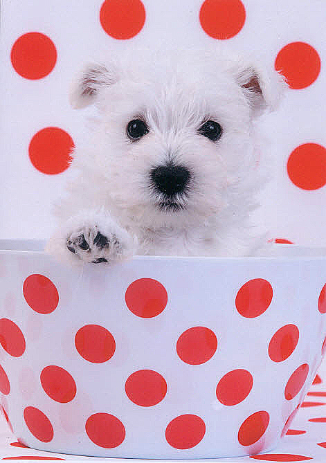 S-Card Dog in a red dotted cup