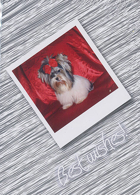 S-Card Dog in red frame