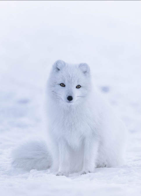 S-Card Arctic fox