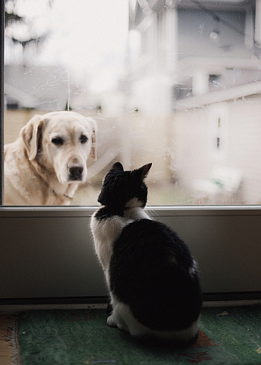S-Card Dog & Cat